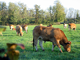 Boeufs au paturage