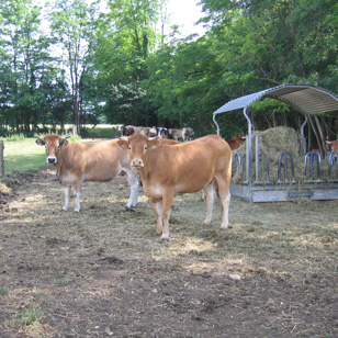 Vache autour du ratelier